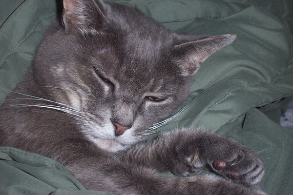Sleepy time Gal