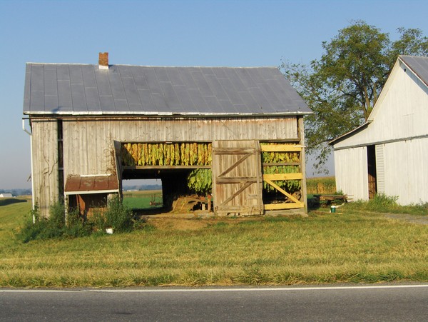 Tobacco Shed