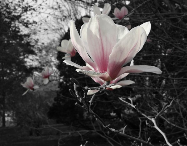White & Pink