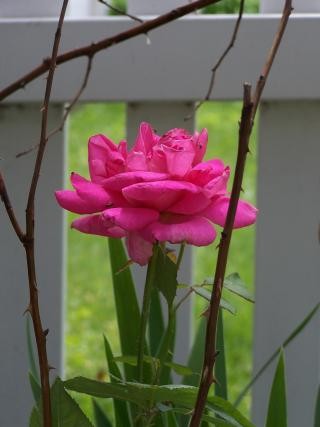 Bella Pink