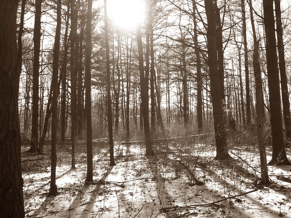 Winter Forest Sepia Sun