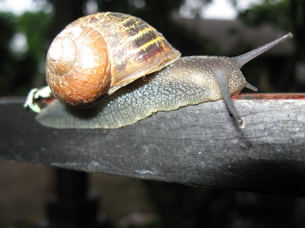 Escargot?