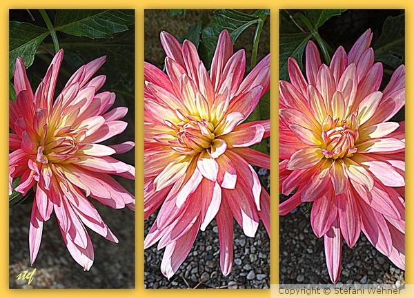 Dahlia x 3