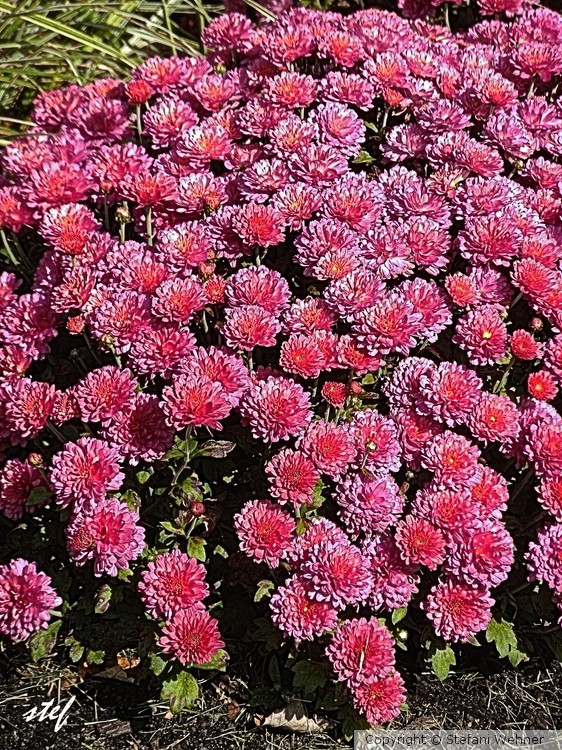 flower carpet