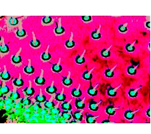 cacti detail series