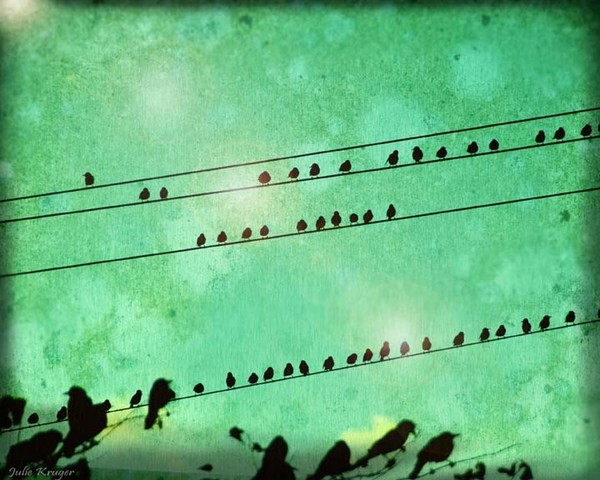 Bird Convention - Original Signed Fine Art Photogr