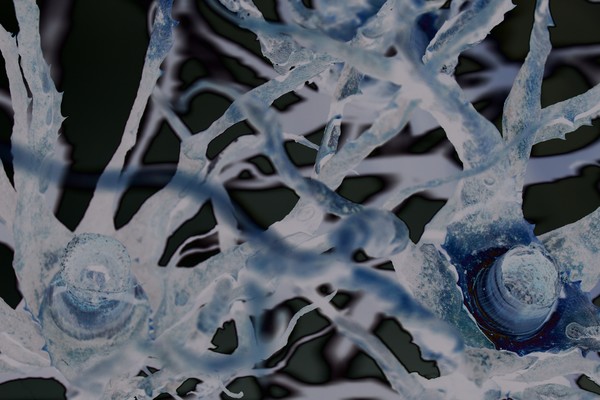 bacteria