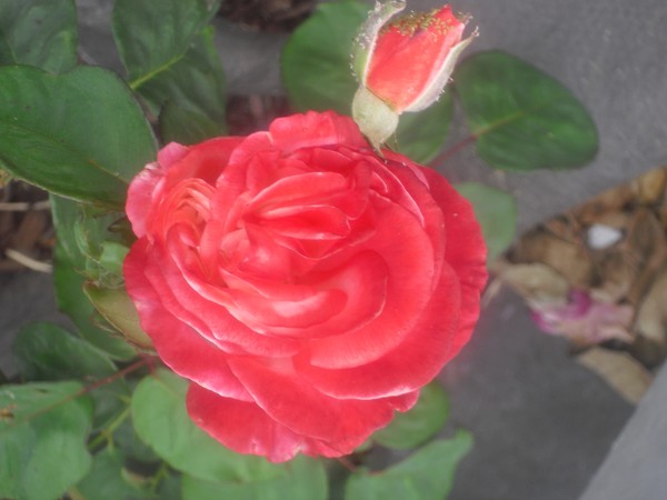 Delta Roses