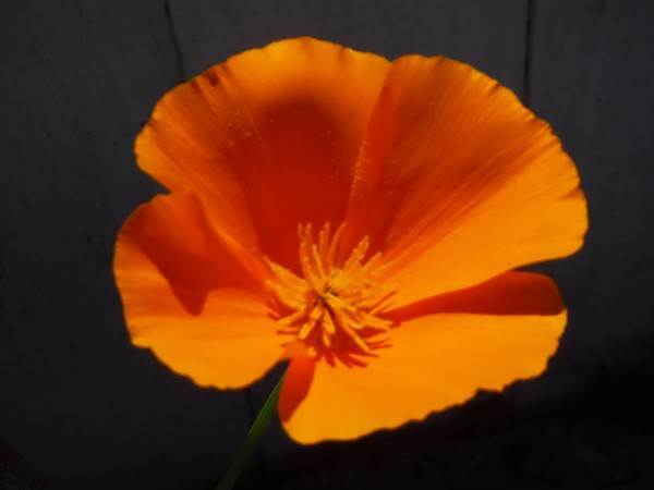 Orange Power