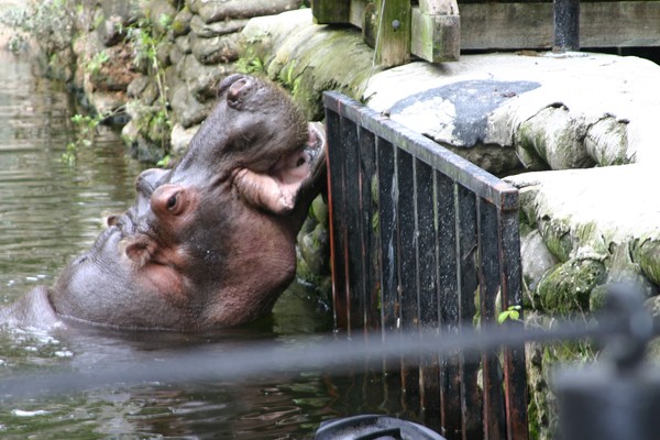 Hungry Hippo