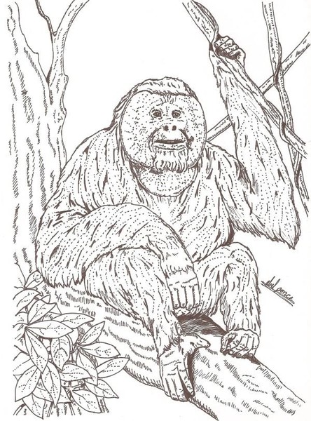 Orangutan