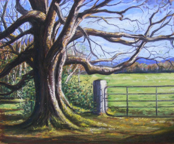 old tree