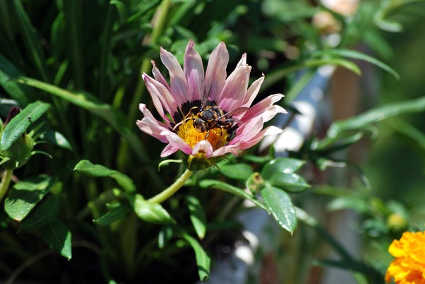 Nikon_06142009_3753