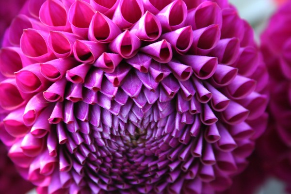 Dahlia in Pink and Purple