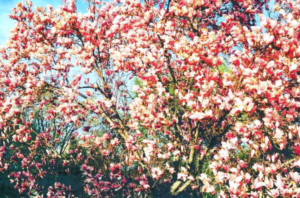 Cherry Blossom Feast