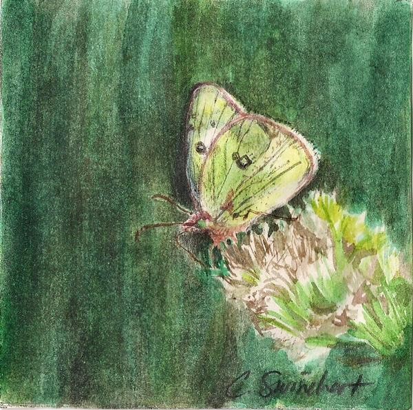 One of five butterflies..(cabbage moth)