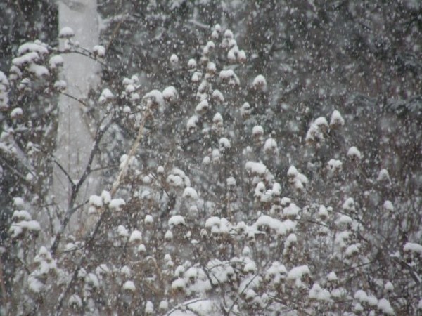 winter