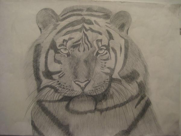 Tigre 