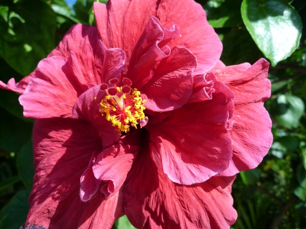 Hibisco 1
