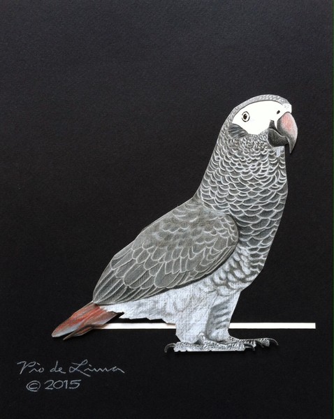 Timneh Grey Parrot Colored Pencil Drawing
