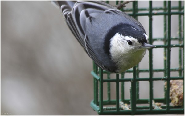 This is my suet