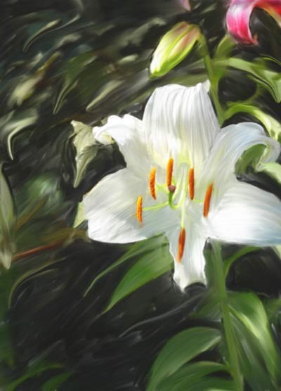 Lily Talk