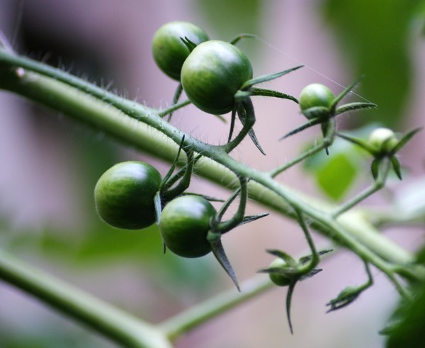 Cherry Tomatoes