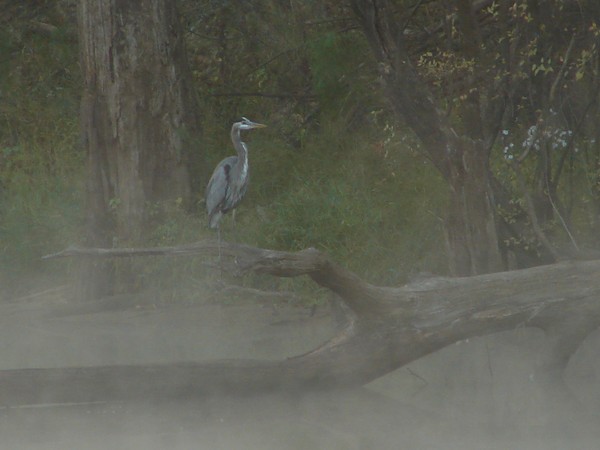 Mornin Mist