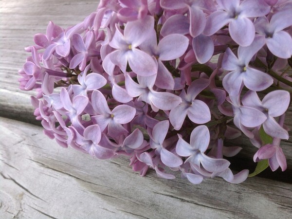 lilacs