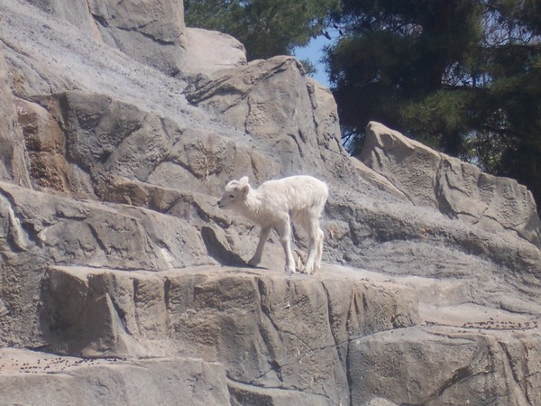 baby goat
