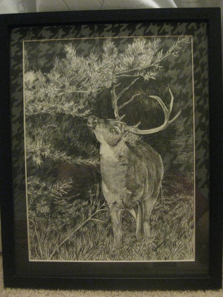 Deer