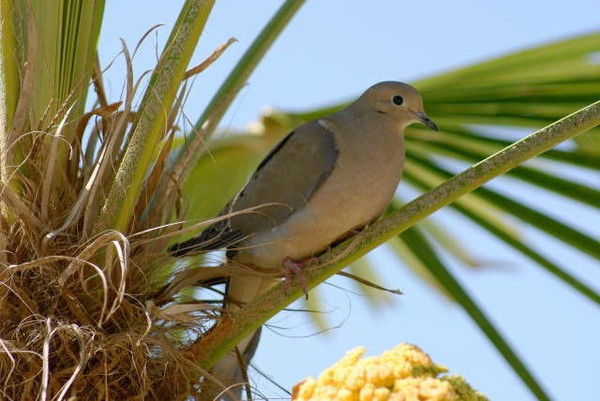 Dove in Palm