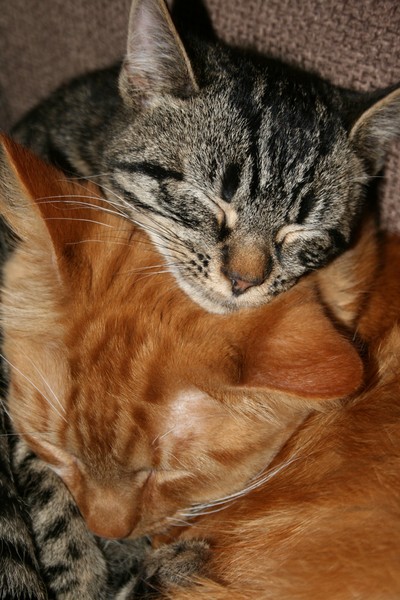 Best Friends 