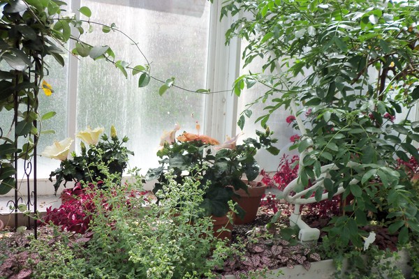Green House At Westmount Park 2