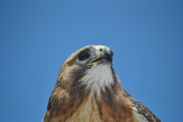 Red-tailed Hawk