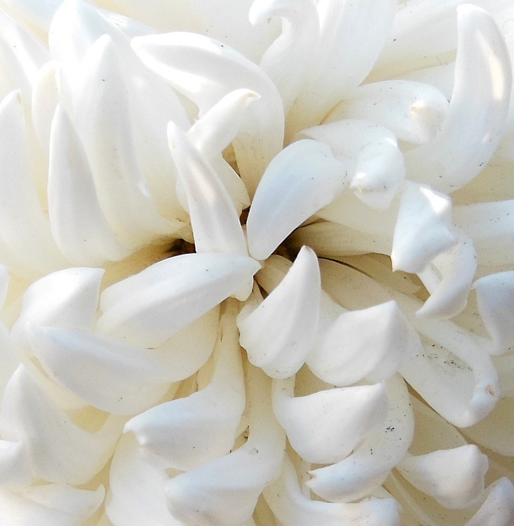 WHITE MACRO