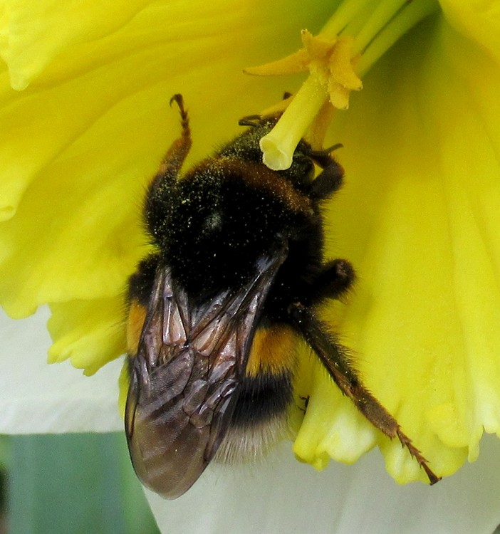 BUMBLE BEE AT WORK YESTERDAY