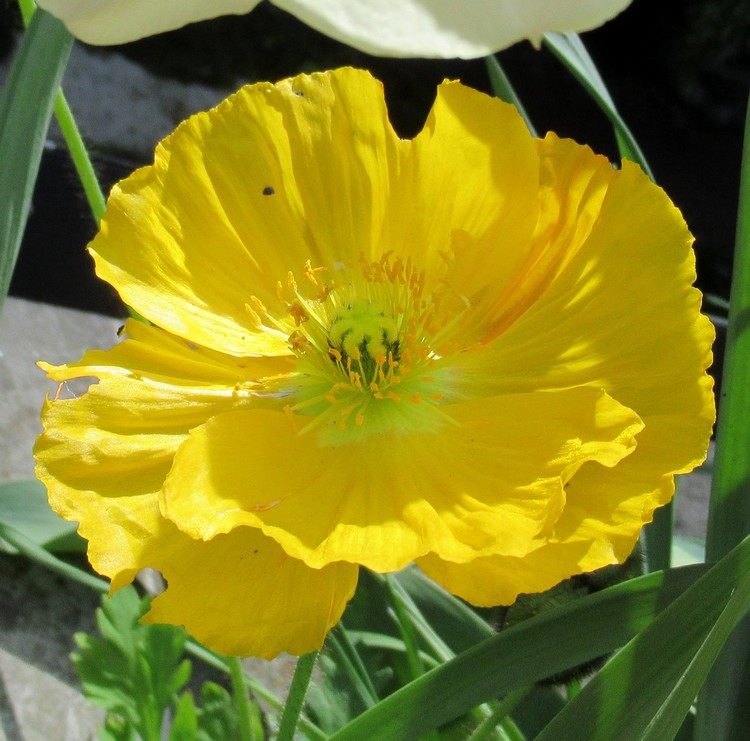 YELLOW POPPY