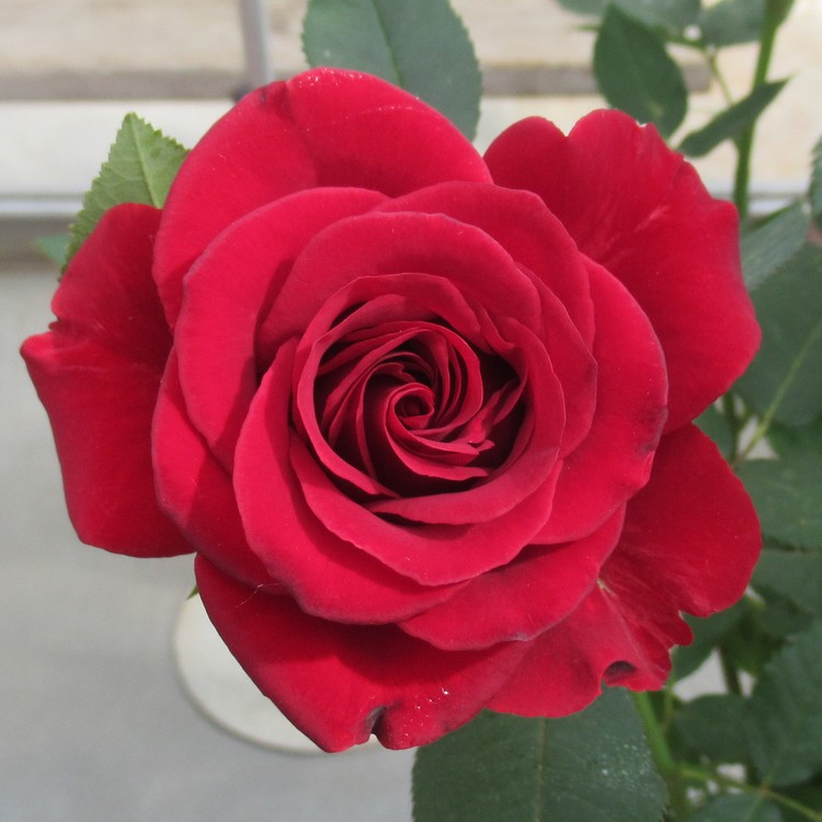ROSE FESTIVAL 2108 N° 11