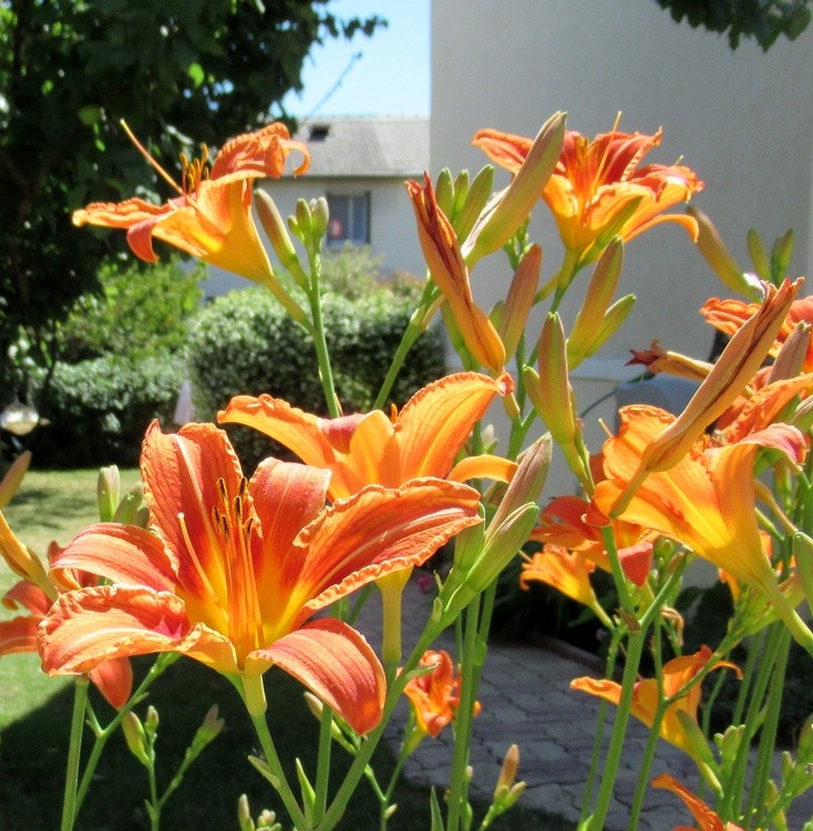 LILIES