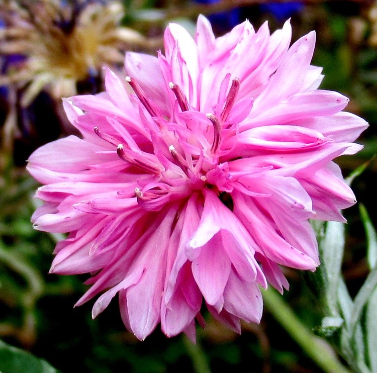 PINK CORN FLOWER