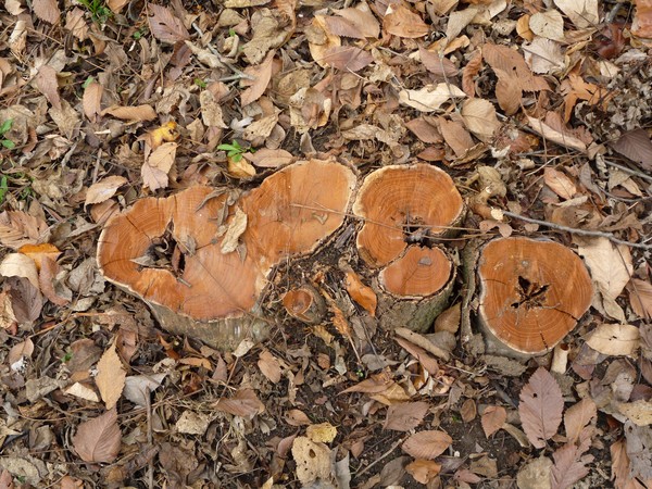 Stumped