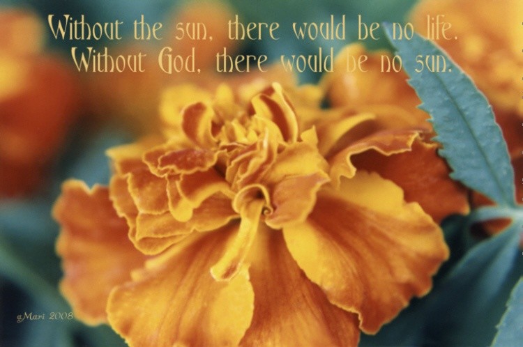 marigold