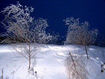FrostyAsparagus-Night shot