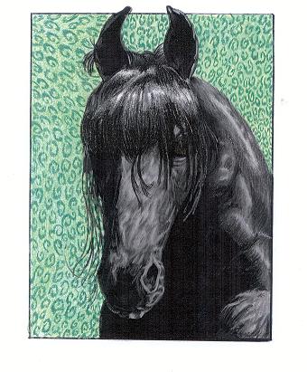Friesian Stallion Ulrik