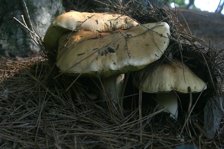 Nestled among the needles