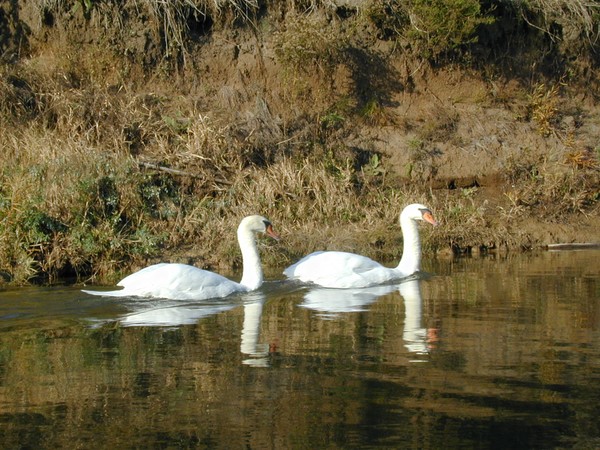 Swans on the Thames
