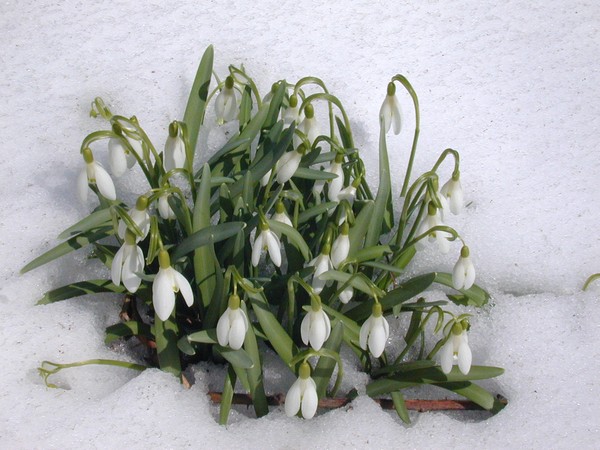 Snowdrops