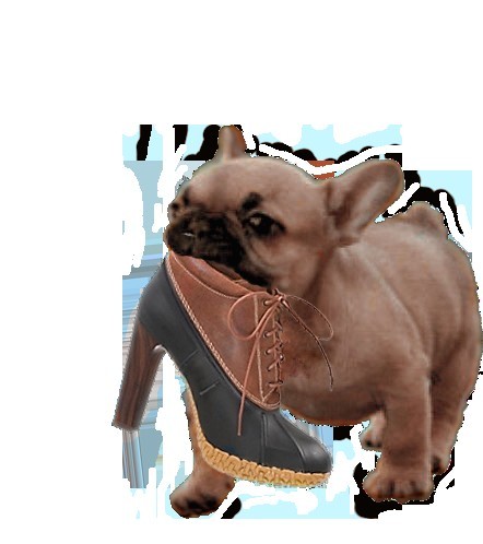 dog2