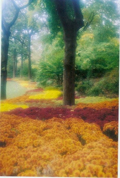 flower's carpet